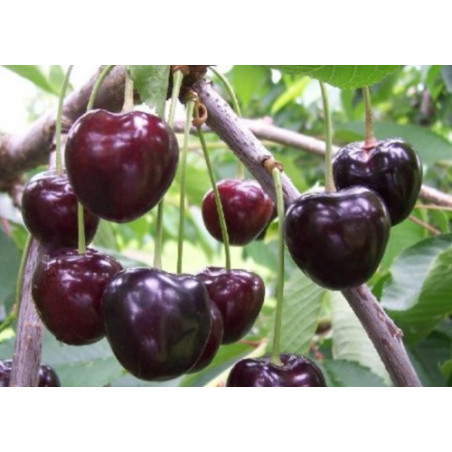 Czereśnia Kordia 2-103