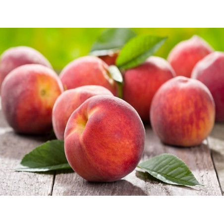 Brzoskwinia Harnaś 2-001