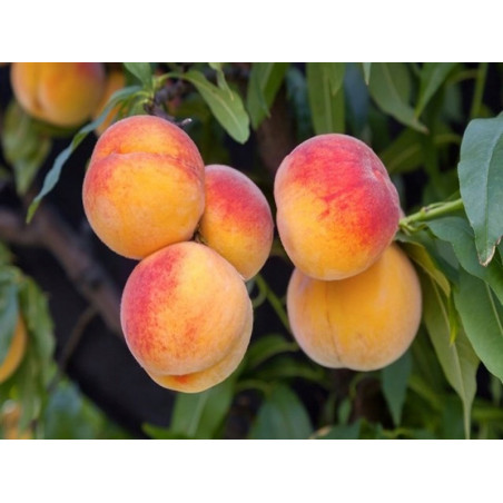 Brzoskwinia Harrow Beauty 2-002