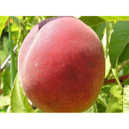 Brzoskwinia Redheven 2-004