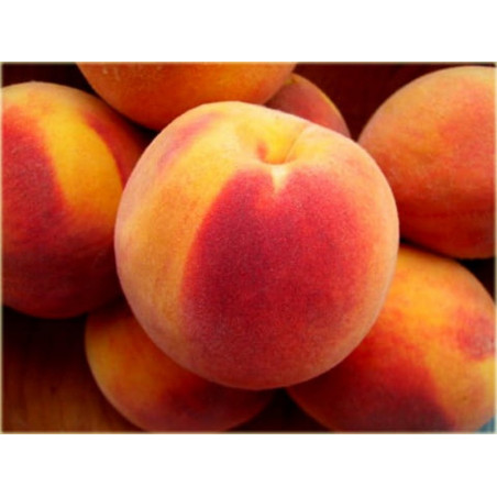 Brzoskwinia Reliance 2-005