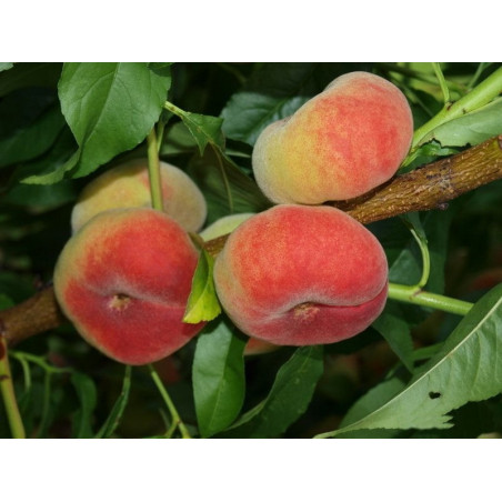 Brzoskwinia Saturn 2-006