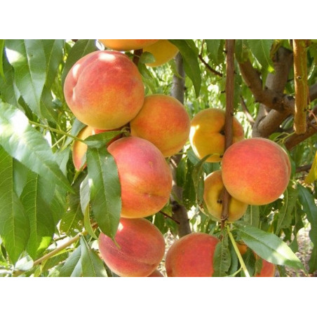 Brzoskwinia Velvet 2-008