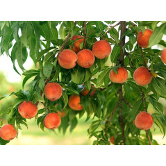 Brzoskwinia Vulcan 2-009