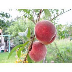 Brzoskwinia Rakoniewicka 2-010