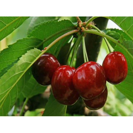 Drzewko Czereśnia Burlat 2-100