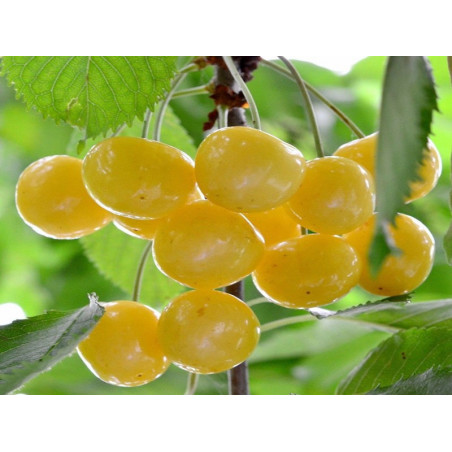 Czereśnia Donissena Żółta 2-101