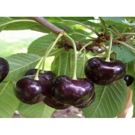 Czereśnia Karina 2-102