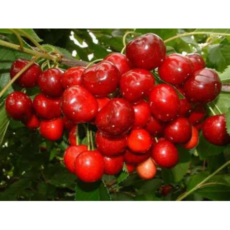 Czereśnia Lapins 2-104