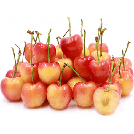 Czereśnia Rainer 2-105