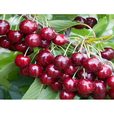 Czereśnia Regina 2-106