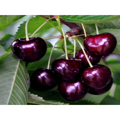 Czereśnia Sam 2-107