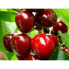 Czereśnia Van 2-109