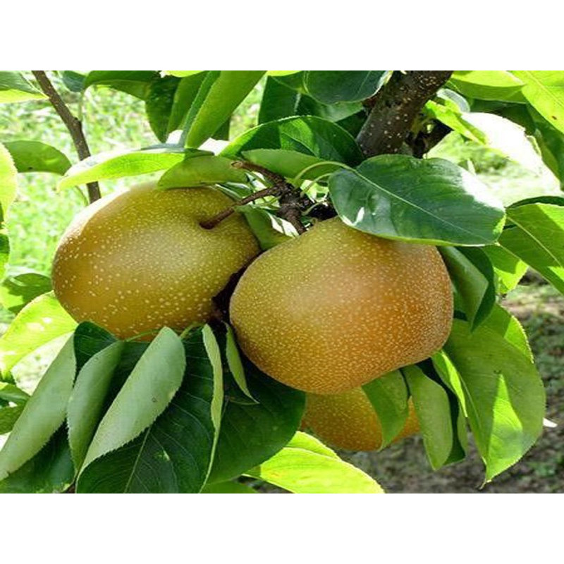 Drzewko Grusza Chin-Shin 2-206