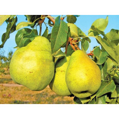 Grusza Lipicówka 2-210