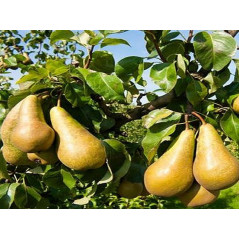 Grusza Paryżanka 2-212