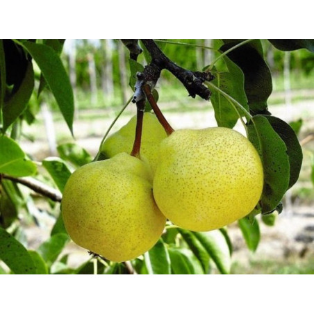 Grusza Cytrynowa 2-214