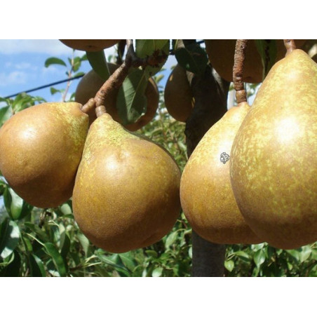 Grusza Generał Leclerc 2-215