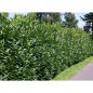Laurowiśnia Zimozielona Caucasica 60/80cm - Żywopłot 11-023 Laurowiśnia Zimozielona Caucasica 60/80cm - Żywopłot 11-023