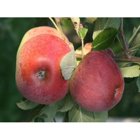 Jabłoń Delikates 2-302