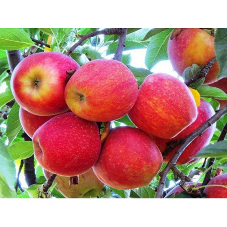 Jabłoń Gala 2-304