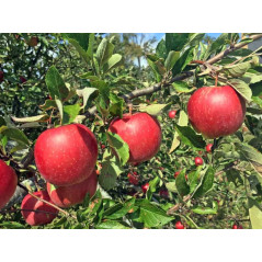 Jabłoń Jonagold 2-306