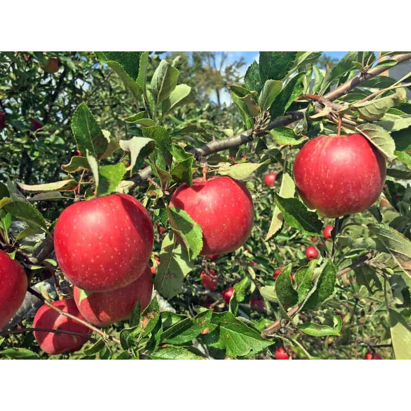 Drzewko Jabłoń Jonagold 2-306