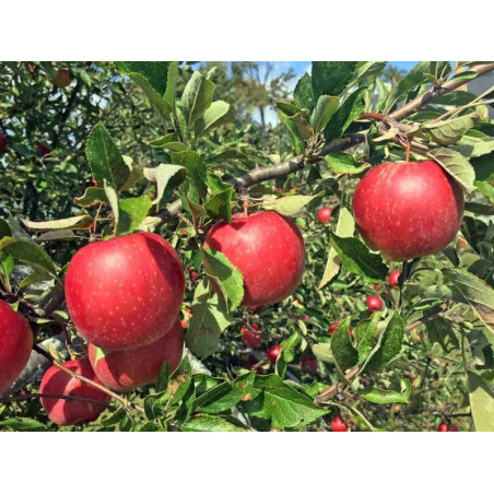 Jabłoń Jonagold 2-306