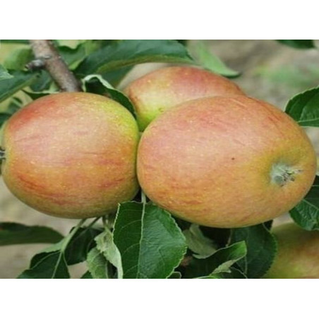 Jabłoń Koksa 2-308