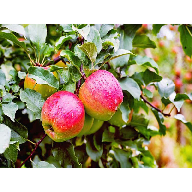 Drzewko Jabłoń Ligol 2-310 Drzewko Jabłoń Ligol 2-310