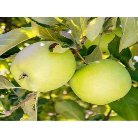 Jabłoń Mutsu 2-313