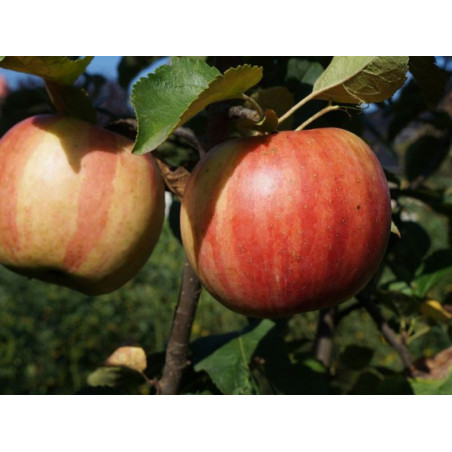 Jabłoń Witos 2-323