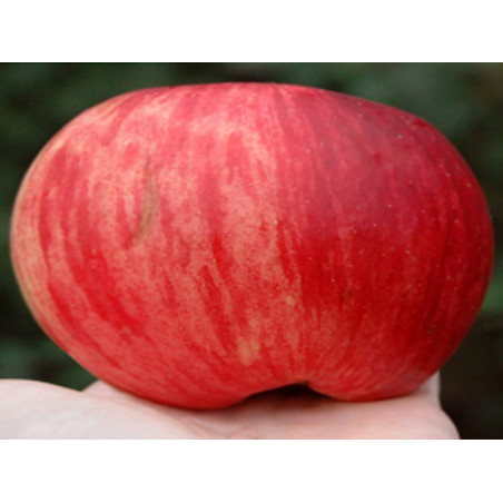 Drzewko Jabłoń Zorza 2-324