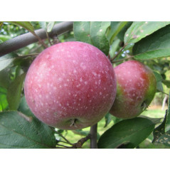 Jabłoń Żeleźniak 2-325