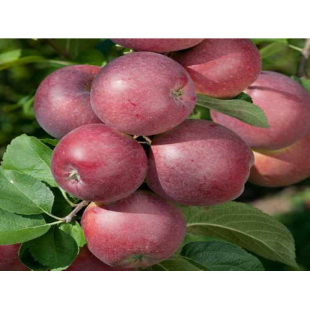 Jabłoń Spartan 2-331