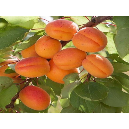 Morela Compacta 2-401