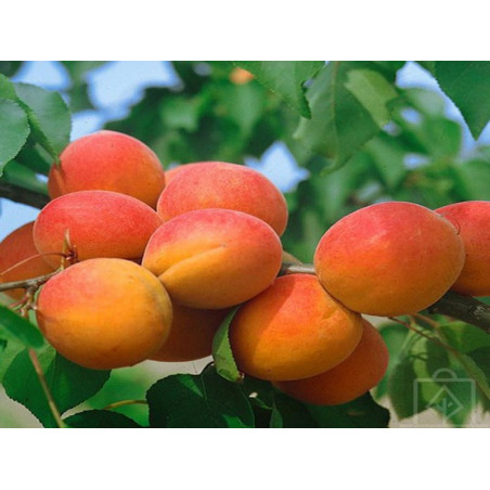 Morela Erly Orange 2-402