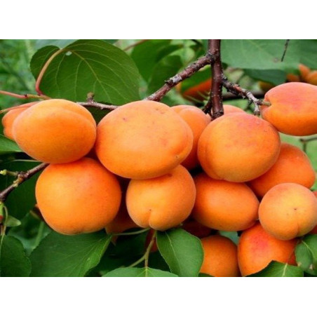 Morela Hargrand 2-404