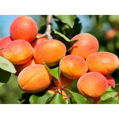 Morela Zaleszczycka 2-407