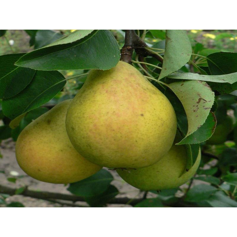 Drzewko Grusza Komisówka 2-209