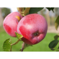 Jabłoń Paulared  2-328