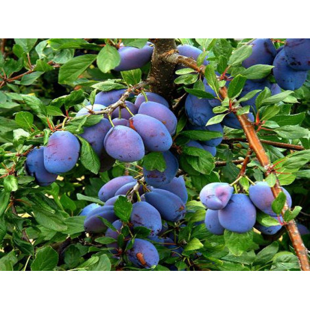 Śliwa Empress 2-703