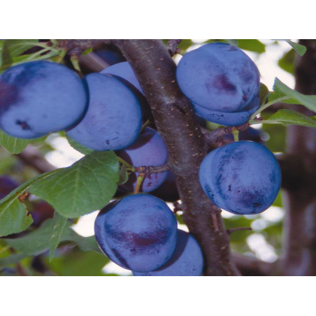 Śliwa Lepotica 2-708