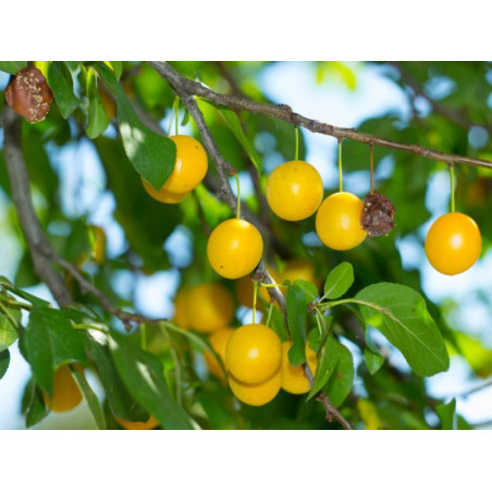 Śliwa Mirabelka 2-709