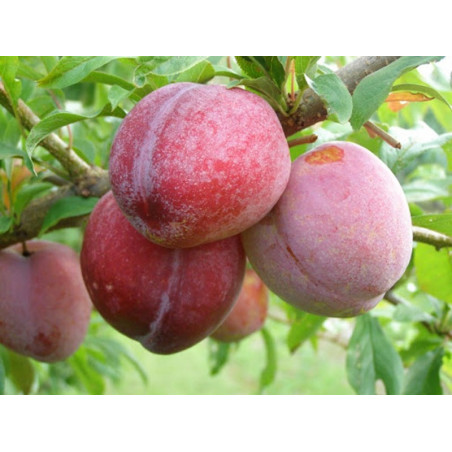 Drzewko Śliwa Ozark Premier 2-711