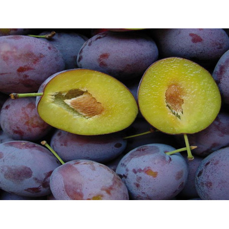 Śliwa President 2-712