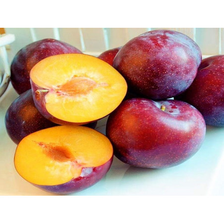 Śliwa Renkloda 2-713