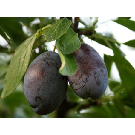 Śliwa Stanley 2-714