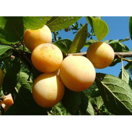 Śliwa Ulena Żółta 2-715