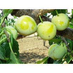 Śliwa Renkloda Zielona 2-718